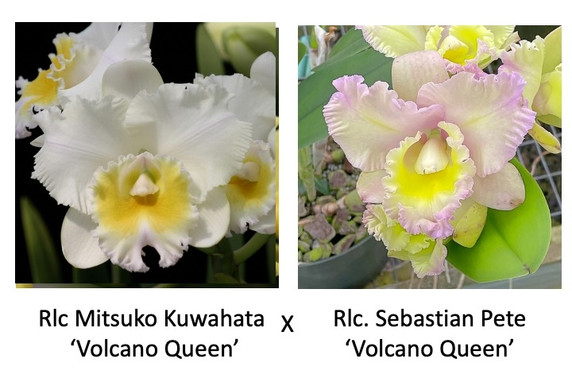 Rlc. Mitsuko Kuwahata 'Volcano Queen' x Rlc. Sebastian Pete 'Volcano Queen' (Plant Only)