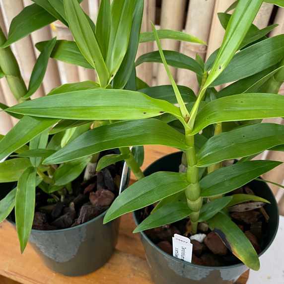 Den. smilliae 'Lea' x 'HR Giant' (5" Pot-Plant Only)