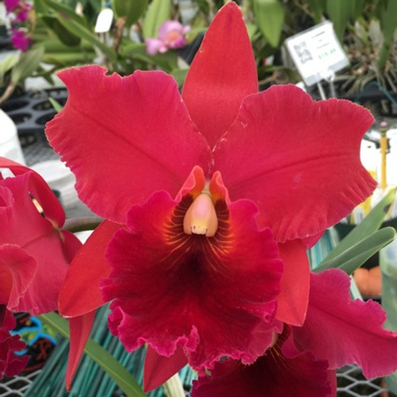 Rlc. Taeko Tamaki 'Volcano Red' (Starter-2.75" Pot)