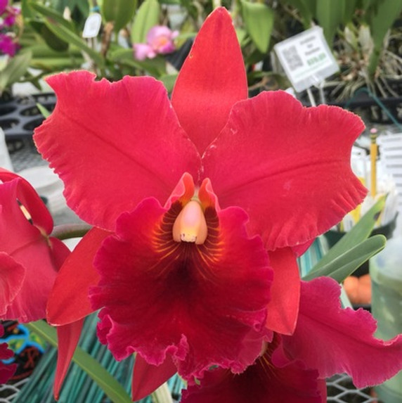 Rlc. Ayayusa 'Volcano Queen' FLASK (Cattleya Clone)