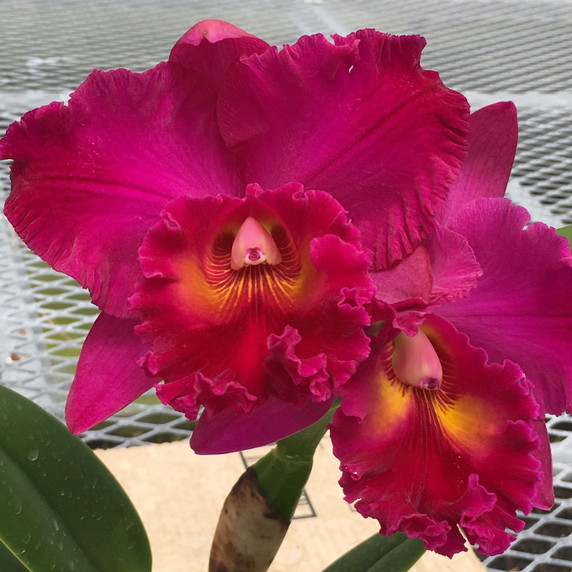 Rlc. Cathi Yamanaka 'Volcano Queen' FLASK (Cattleya Clone)