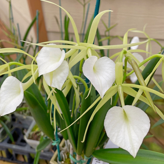 Brassavola nodosa x sib ('Lucky' x 'Sweetheart')