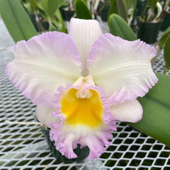Rlc. Volcano Pastoral 'Volcano Queen' (Plant Only)