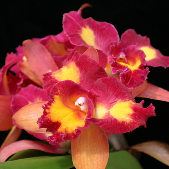 Rlc. Prima DeGracia 'Volcano Beauty' (Plant Only - 5" pot)