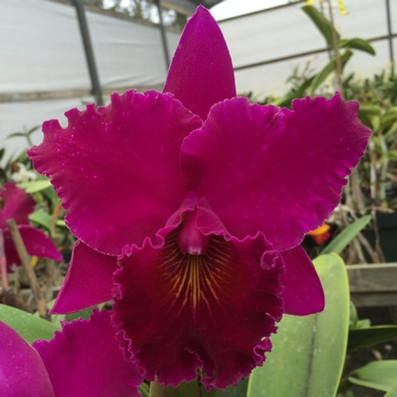 Rlc. Sachiko Tsugawa 'Volcano Queen' (Plant Only)