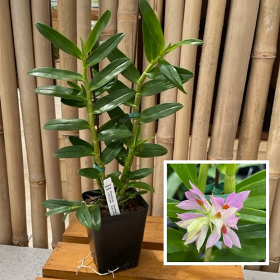 Den. bracteosum x sib ('Little Eve' x 'Pink') (Plant Only)