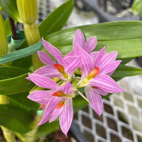 Den. bracteosum x sib ('Little Eve' x 'Pink') (Plant Only)