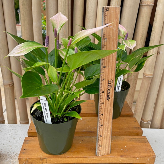 Anth. Nano Sweet (4" Pot)