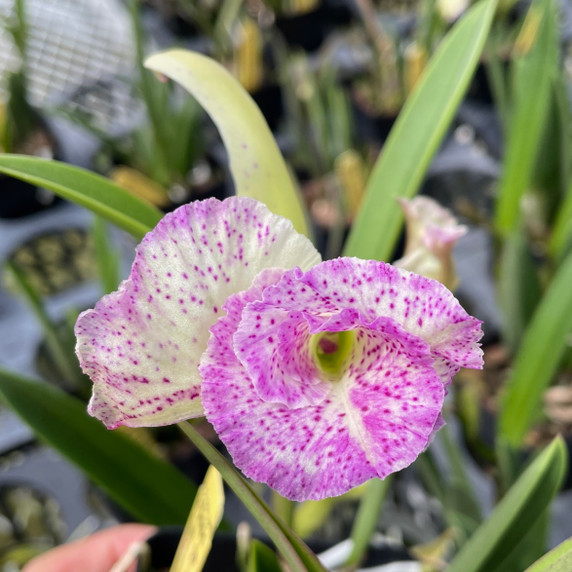 Bc. Air Mososa 'Mickey Mouse'  (Plant Only)