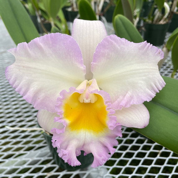 Rlc. Volcano Pastoral 'Volcano Queen' Rlc. Volcano Pastoral 'Volcano Queen'