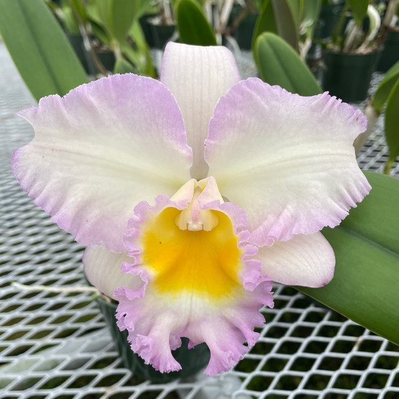 Rlc. Volcano Pastoral 'Volcano Queen'