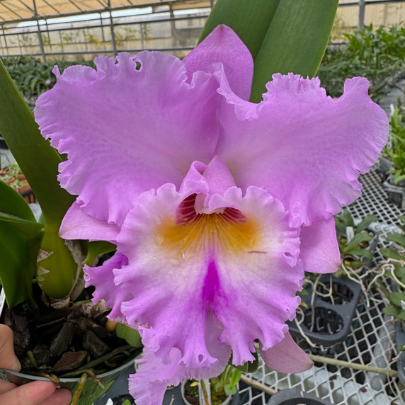Rlc. Volcano Feeling 'Volcano Queen' Rlc. Volcano Feeling 'Volcano Queen'