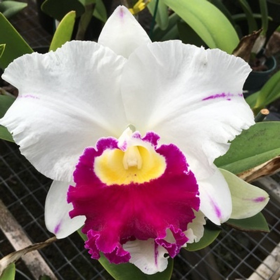 Rlc. Pamela Shell's Volcano Delight 'Volcano Queen'