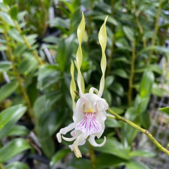 Dendrobium antennatum (5.5" Pot: Plant Only)