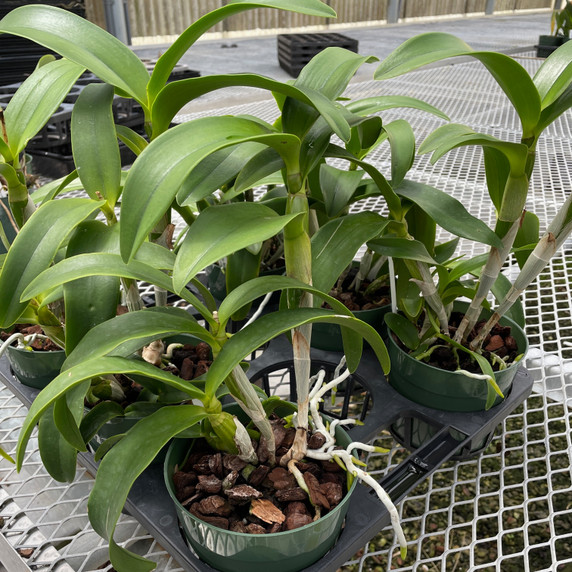 Clty. Ethel's Paradise 'Kaleialoha' (Plant Only - 5.5" Pot)