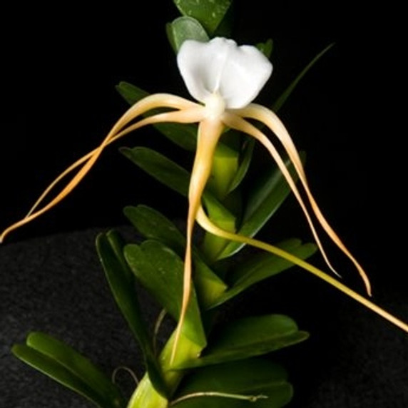 Angraecum conchoglossum x sib Angraecum conchoglossum x sib