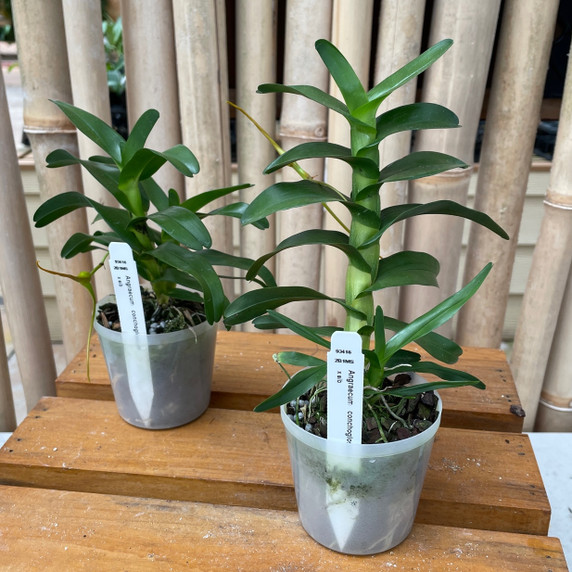 Angraecum conchoglossum x sib Angraecum conchoglossum x sib