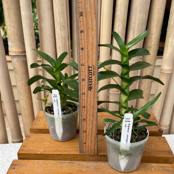 Angraecum conchoglossum x sib Angraecum conchoglossum x sib