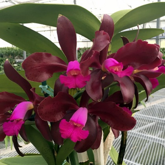 C. Maui Plum 'Volcano Queen' FLASK (Cattleya Clone)