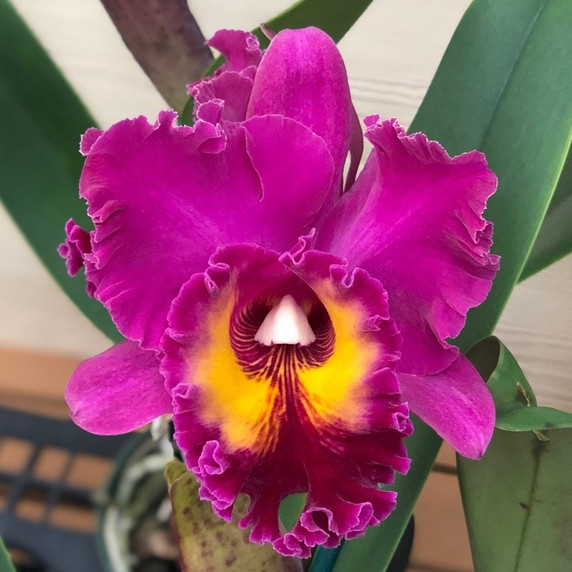 Rlc. Kalim Smith's Kahelelani 'Volcano Queen' (Plant Only)