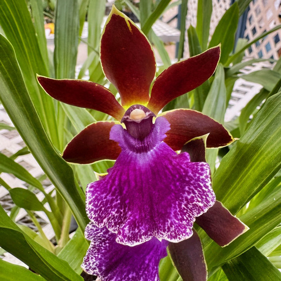 Zygo. Debbie DeMello 'Honolulu Baby' (4" Pot) - Not Blooming Zygo. Debbie DeMello 'Honolulu Baby' (4" Pot) - Not Blooming