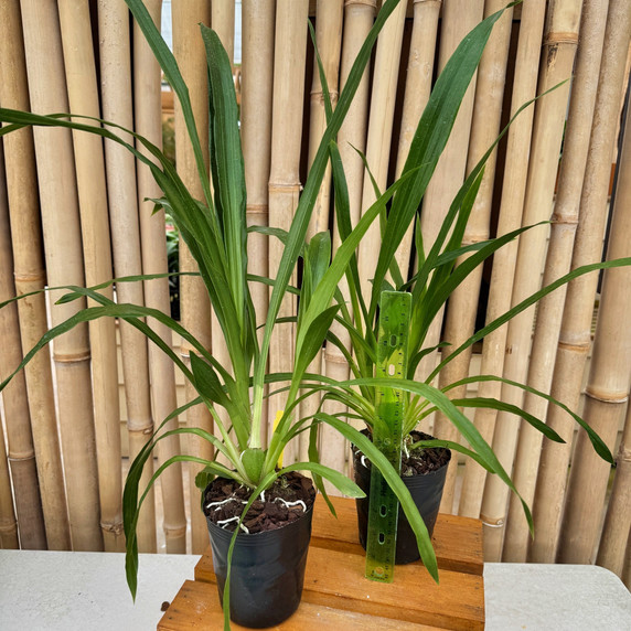 Zygo. Debbie DeMello 'Honolulu Baby' (4" Pot) - Not Blooming Zygo. Debbie DeMello 'Honolulu Baby' (4" Pot) - Not Blooming