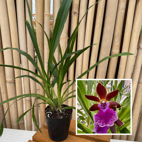 Zygo. Debbie DeMello 'Honolulu Baby' (4" Pot) - Not Blooming Zygo. Debbie DeMello 'Honolulu Baby' (4" Pot) - Not Blooming