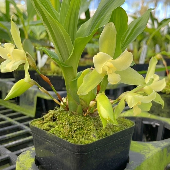 Lycaste Lemon Twist (Plant Only-4" Pot)