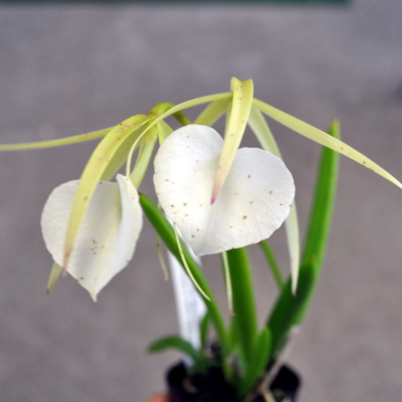 Brassavola nodosa 3N (Plant Only)