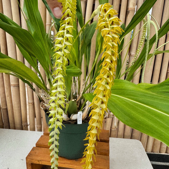Dendrochilum magnum 'HOF Select' (Division - 5.5" Pot) - Not Blooming Dendrochilum magnum 'HOF Select' (Division - 5.5" Pot) - Not Blooming
