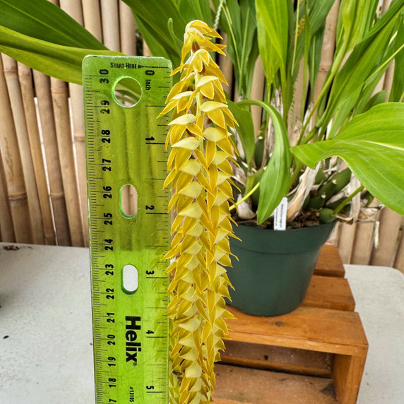 Dendrochilum magnum 'HOF Select' (Division - 5.5" Pot) - Not Blooming Dendrochilum magnum 'HOF Select' (Division - 5.5" Pot) - Not Blooming