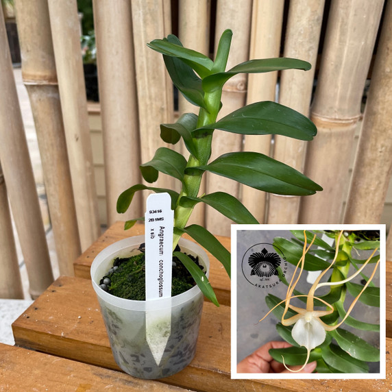 Angraecum conchoglossum x sib (Plant Only) Angraecum conchoglossum x sib (Plant Only)