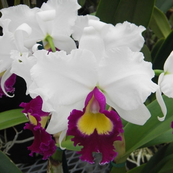 C. Leslie Lynn Bassi 'Volcano Queen'
