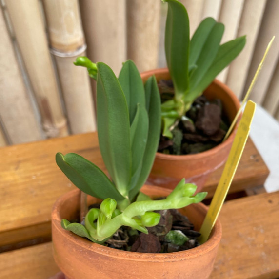 Amesiella monticola (3" Clay Pot)