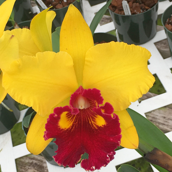 Rlc. Emma Marcos 'Volcano Queen' (Starter - 2.75" Pot)