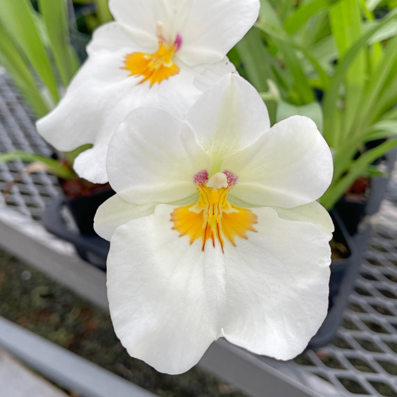 Miltoniopsis Golden Snows 'White Light' (Multi-Spike - 5.5" Pot)