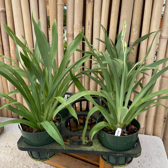 Miltoniopsis Golden Snows 'White Light' (Multi-Spike - 5.5" Pot)