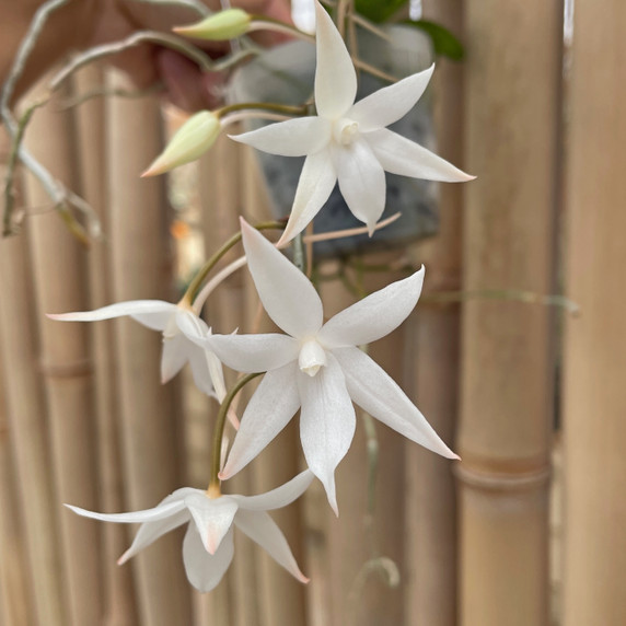 Aerangis biloba x sib (Plant Only) Aerangis biloba x sib (Plant Only)