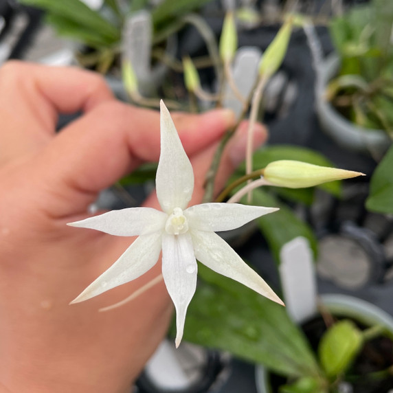 Aerangis biloba x sib (Plant Only) Aerangis biloba x sib (Plant Only)