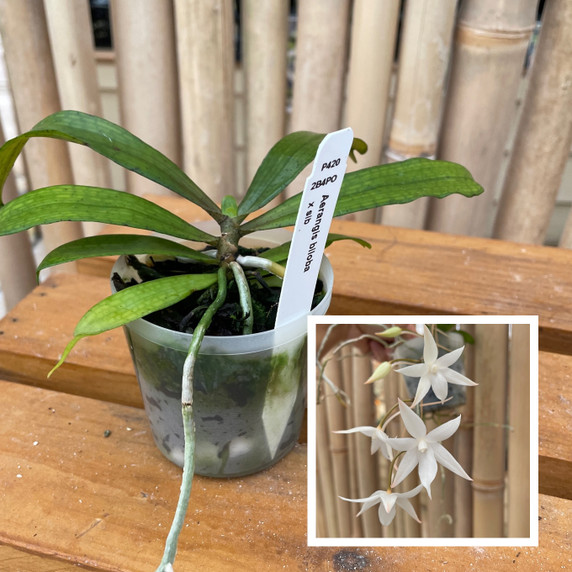 Aerangis biloba x sib (Plant Only) Aerangis biloba x sib (Plant Only)