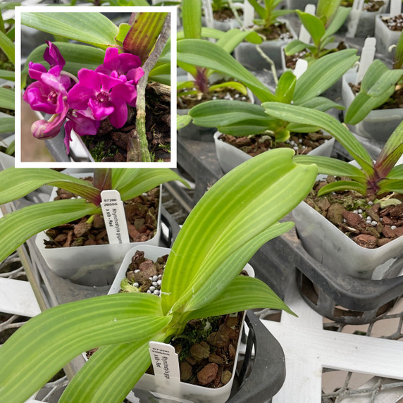 Rhyncostylis gigantea x sib (Red) (Plant Only)