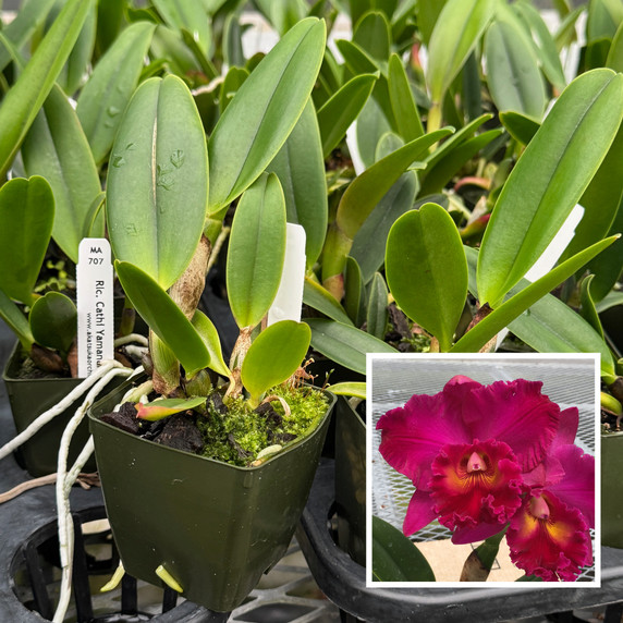 Rlc. Cathi Yamanaka 'Volcano Queen' (Starter-2.75" Pot) Rlc. Cathi Yamanaka 'Volcano Queen' (Starter-2.75" Pot)