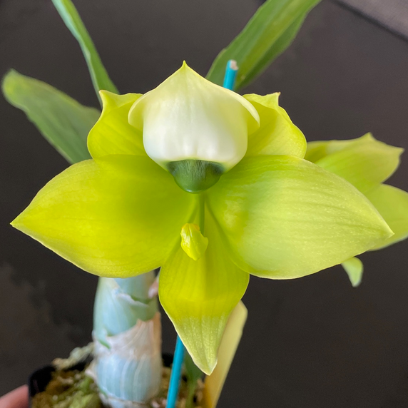 Cyc. Mass Confusion (First Bloom)
