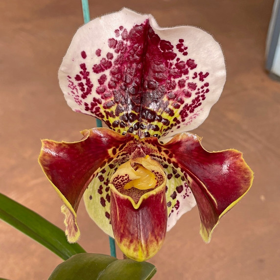 Complex Paphiopedilum (Burgundy-Medium Size)