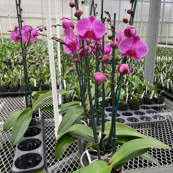 Phal. Daybreak (Single Spike) Phal. Daybreak (Single Spike)