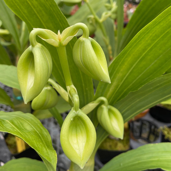 Cycnoches chlorochilon 'Giant Swan' (4" Pot)