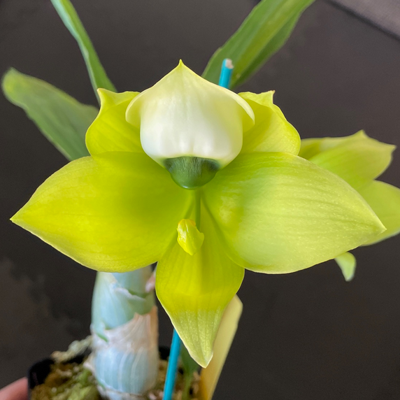 Cycnoches chlorochilon 'Giant Swan' (4" Pot)