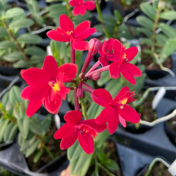 Epidendrum (Comet Valley x Rose Valley)