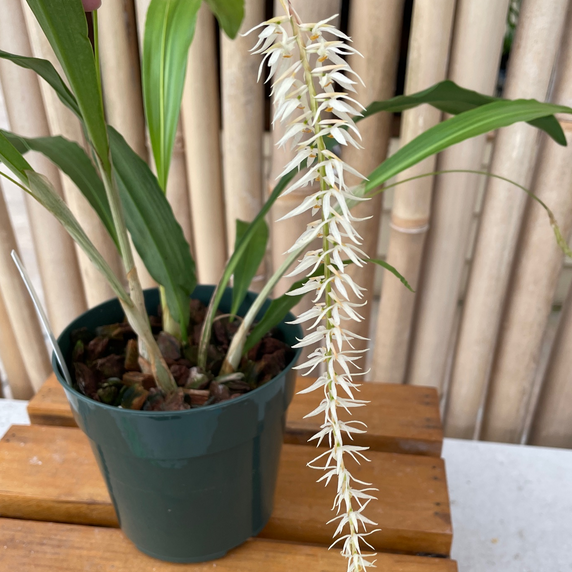 Dendrochilum glumaceum (5" Pot)