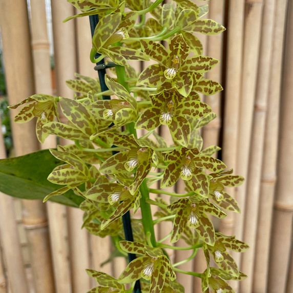 Gram. scriptum v. multiflora (Plant Only)